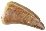 Fossil Mosasaur (Prognathodon?) Tooth - Morocco #286280-1